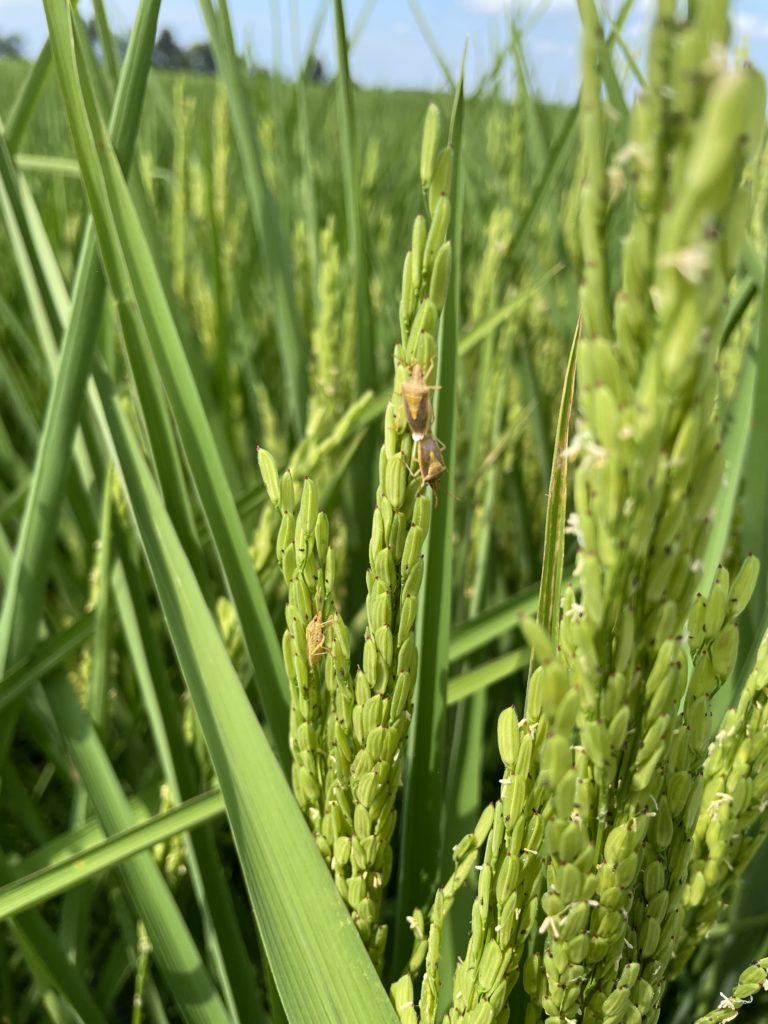 Rice in Missouri is starting to head out. Farmers are cautiously optimistic for good field and milling yields. This picture, taken this week by USRPA Chairman Alex Clark on his farm near Poplar Bluff, MO is from a field of RiceTec 7321. Note the presence of stink bugs that had Alex preparing to spray “Karate,” a generic Lambda-cyhalothrin.